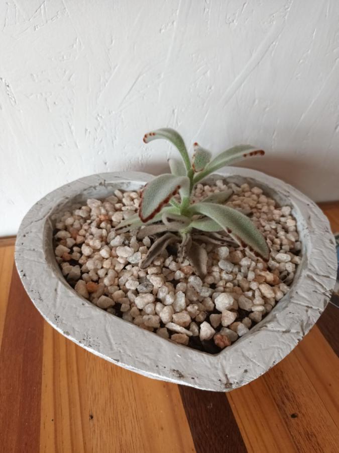 Chameleon Lodge Colchester Luaran gambar